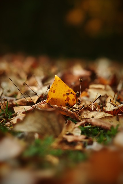 仅靠波尔津 仅靠波尔津