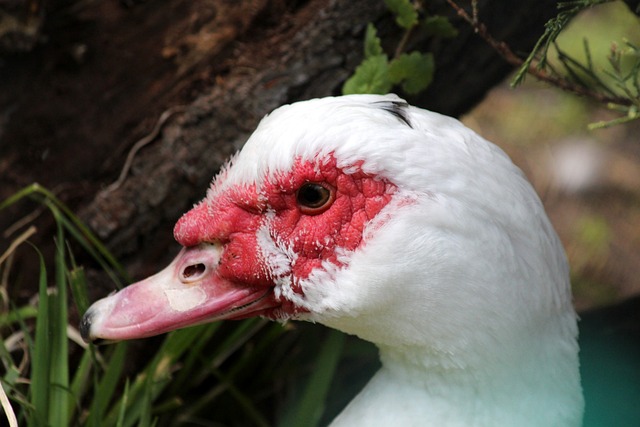 脚车锦标赛 脚车锦标赛